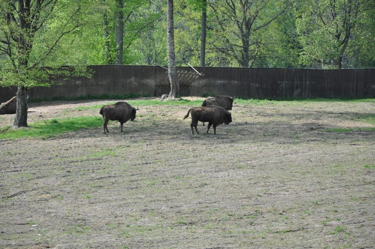 Folwark Mazurskie Legendy - Azyl Dla Doroslych Kruklanki Bagian luar foto
